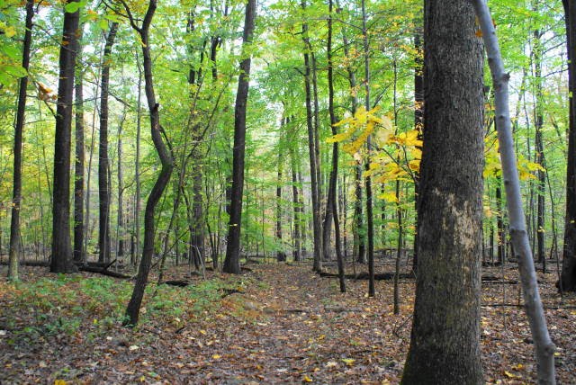 Lenape Trail at French Creek State Park by EHJ666