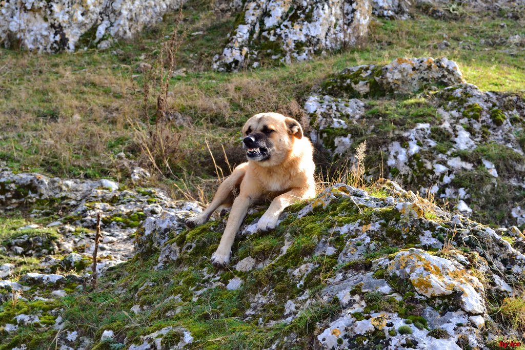 Dinţişor în exerciţiul funcţiunii (smiling dog) by Ice Box