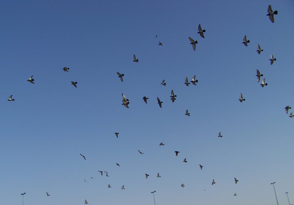 Pigeons at Jeddah beach 2009 by Ahmed Ammar