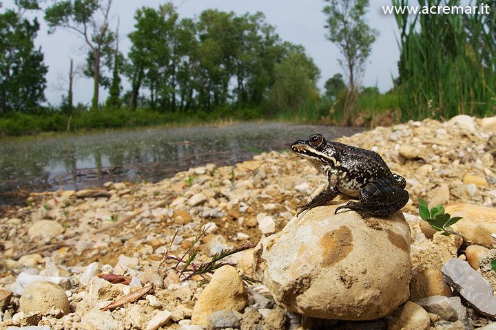 Pelophylax by Nymphalidae