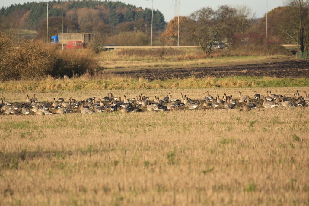 Pinkfooted Geese near A580 by Tony Oldfield