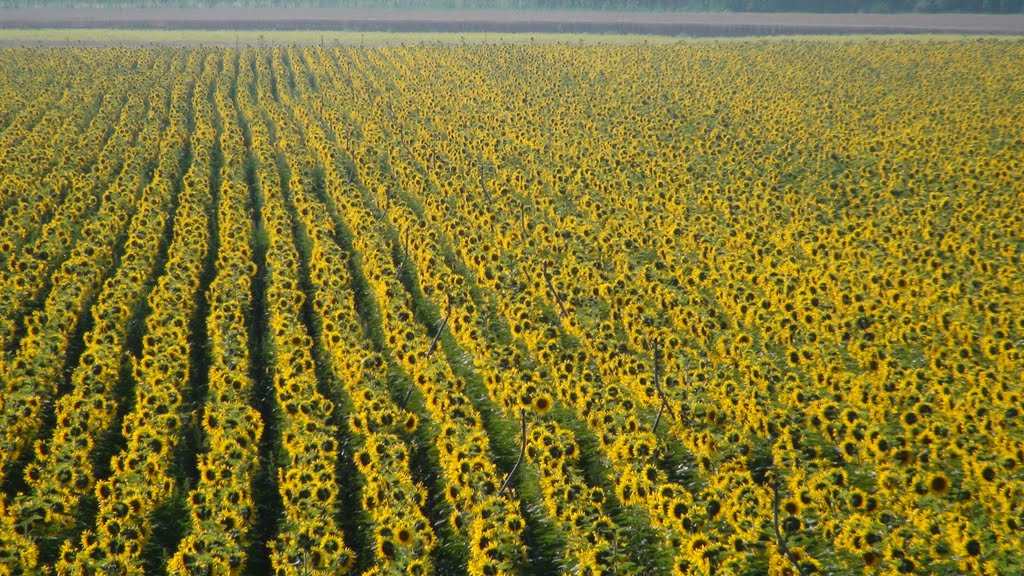 Sonnenblumenfeld in Deutsch-Wagram by Murlo