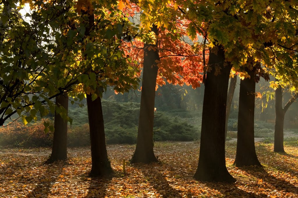 Autumn in Herastrau, Bucuresti by Oreste Iftode