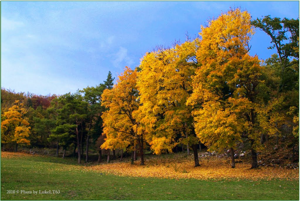 Alfedena (AQ) - Il bosco in autunno (The autumn forest) 1 by LukeLT63