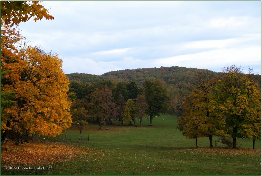 Alfedena (AQ) - Il bosco in autunno (The autumn forest) 2 by LukeLT63