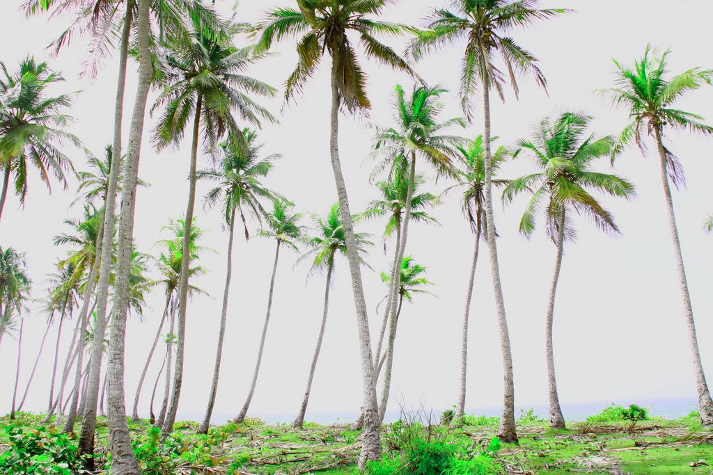 Vista desde la carretera de San pedro de Macoris by Angel Ruiz