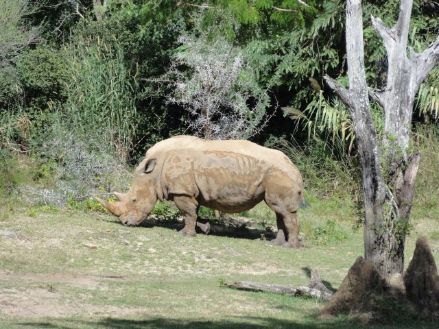 Rinoceronte no Animal Kingdom - outubro de 2010. by Carlos Roberto Capis…