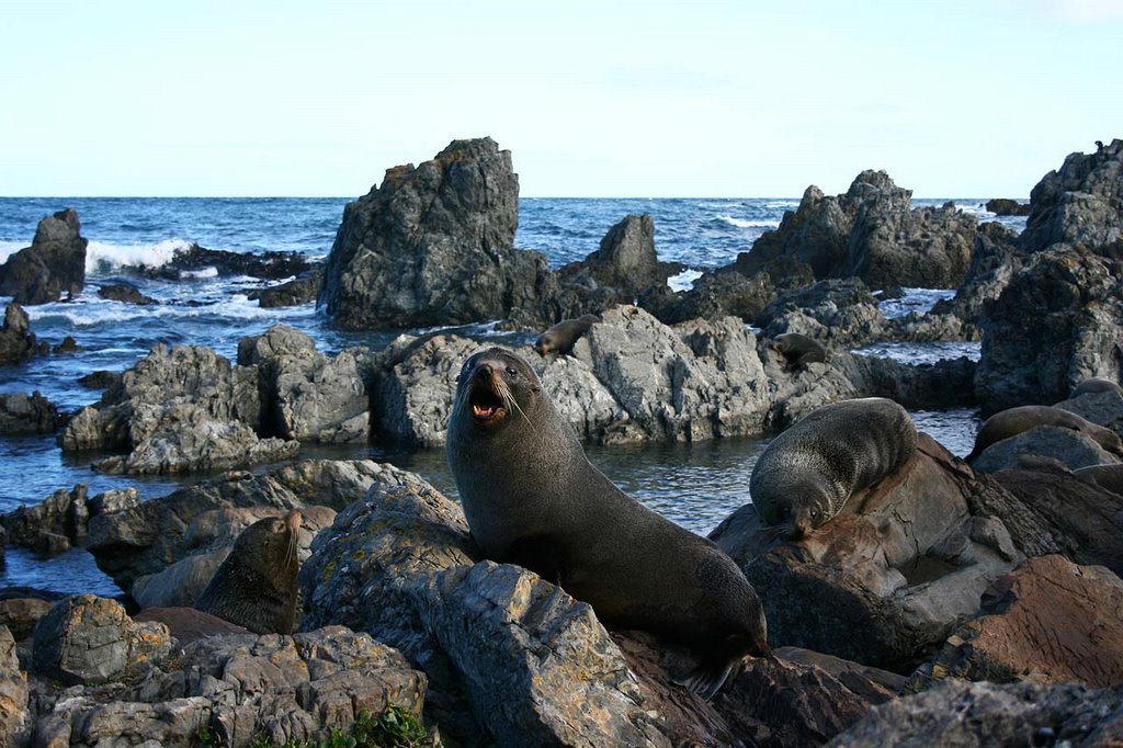 Seal Colony by Fritz Schöne