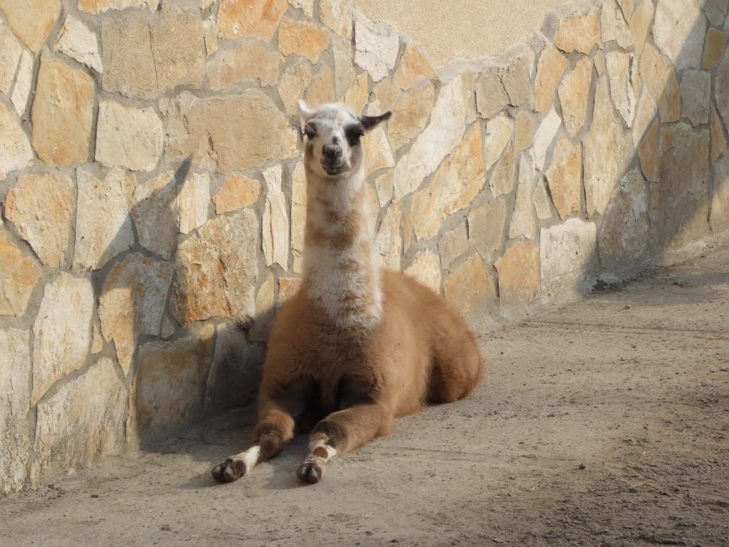 Muzzy lama by Katona Ferenc