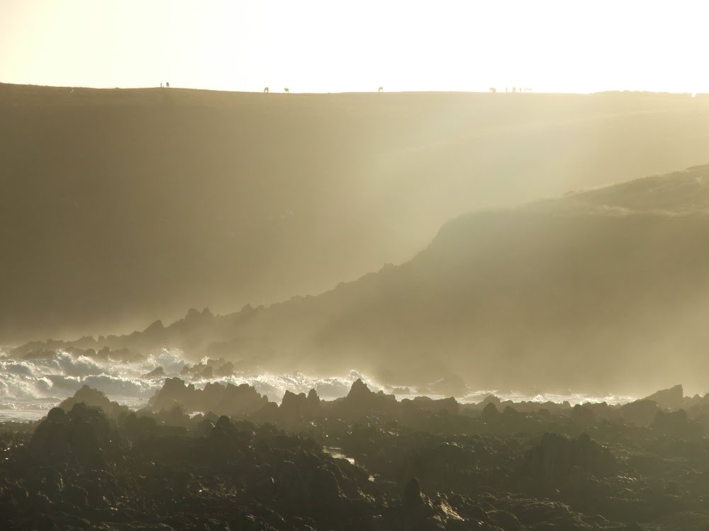 Cows on cliff top* by Graham Willetts