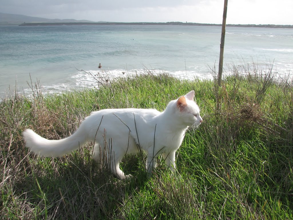 COLONIA FELINA DI SU PALLOSU, SARDEGNA.(Sullo sfondo a sinistra la Torre di Sca'è Sali) by supalozu