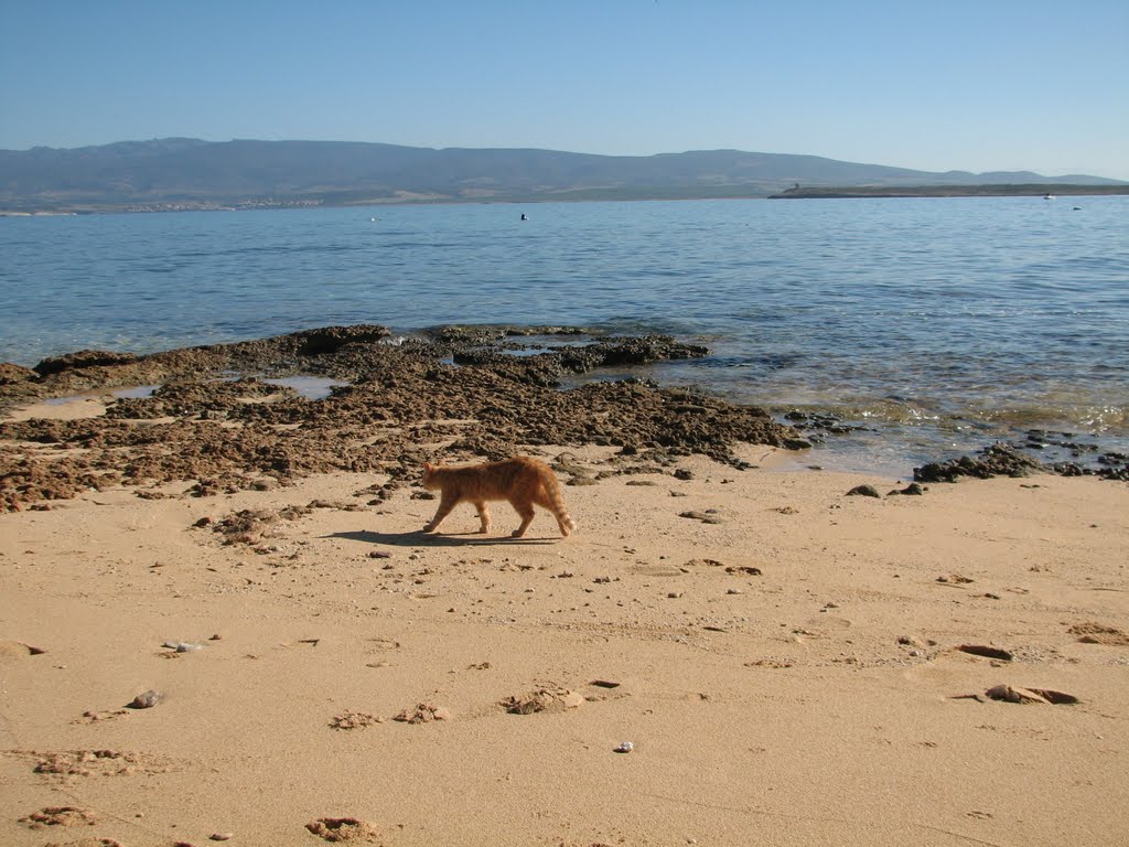 SU PALLOSU, DOVE I GATTI SCENDONO IN SPIAGGIA. by supalozu