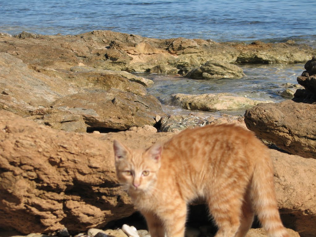 Su Pallosu, dove i gatti scendono in spiaggia.(Visite guidate gratuite: informazioni sul BLOG I GATTI DI SU PALLOSU) by supalozu