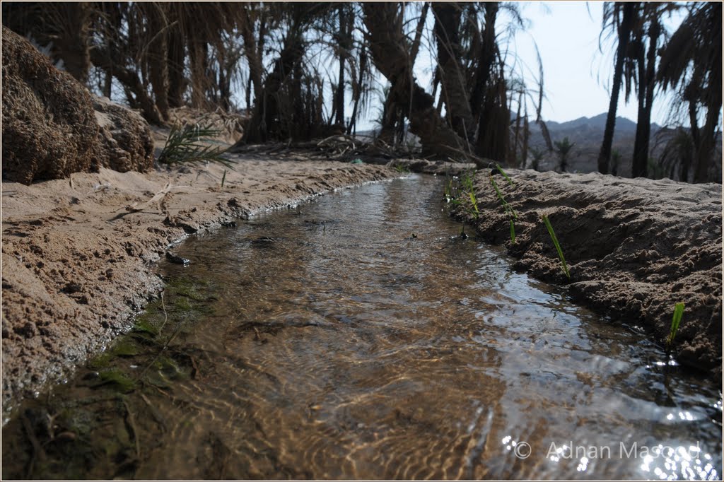 Prophet Mousa (Moses) Springs, Maqna, Saudi Arabia. by adnan_masood