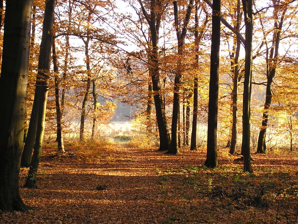 Jesień w Brożeckim lesie by Waldziu