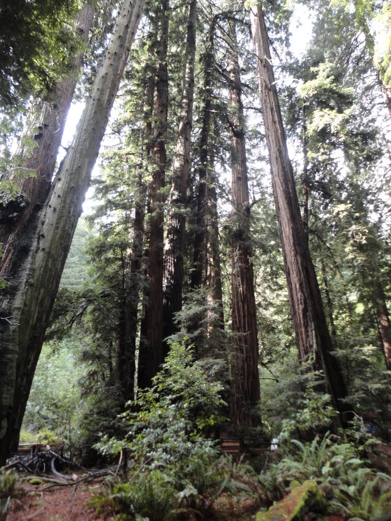 Muir Woods by Timothy Davis