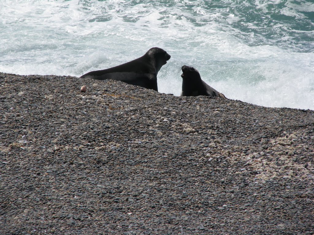 Elefantes Marinos en Punta Delgada by LeCalita!