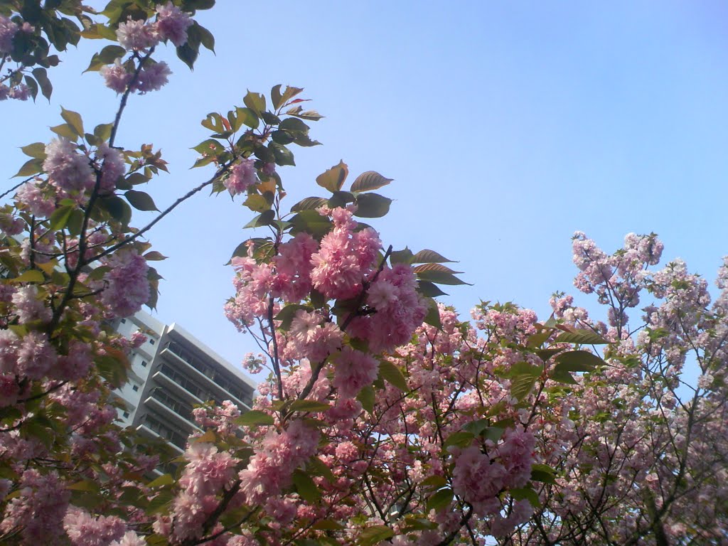 八重桜（Double-flowered cherry tree at yokohama） by one day travelor