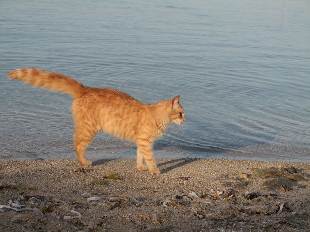 IL PARADISO DEI GATTI, SUL MARE SARDO: SU PALLOSU. by Fogazzaro