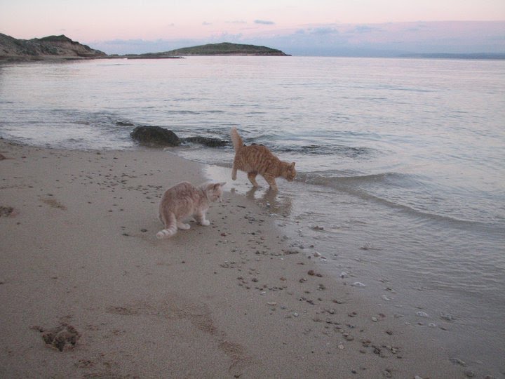 BALLETTO FELINO SULLA SPIAGGIA DI SU PALLOSU IN SARDEGNA: DOVE I GATTI VIVONO SUL MARE by Fogazzaro