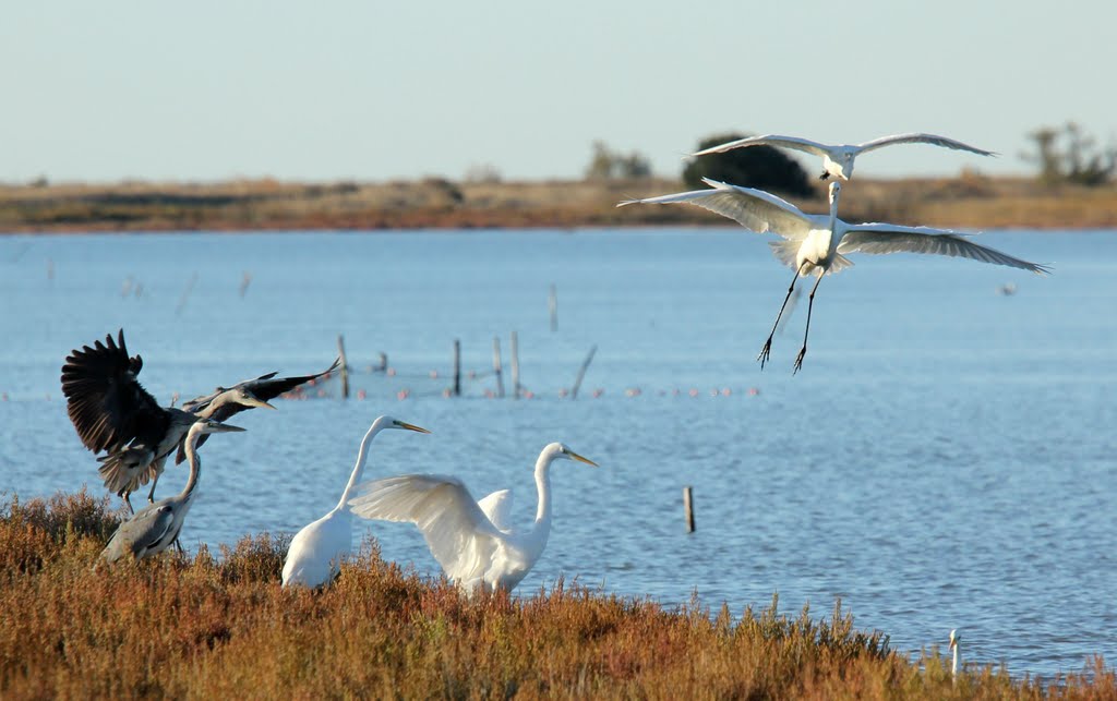 Oiseaux en Camargue by lorcas