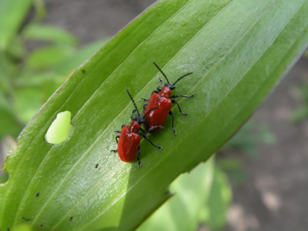 2 leliehaantjes (Lilioceris lilii) (© wfmw) by Willy Mulder