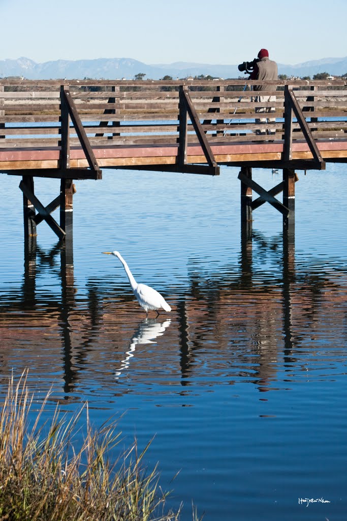 A Wildlife Photographer and a White Egret by Hoàng Khai Nhan