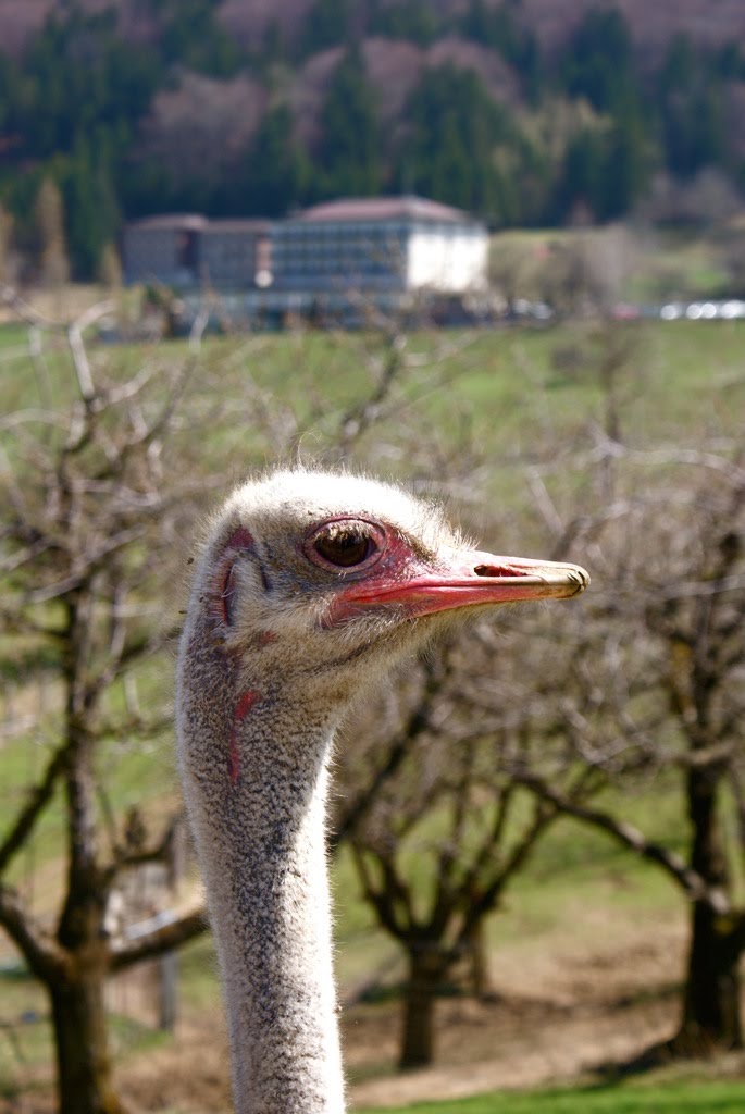 Vogel Strauss im Schweizer Jura :-) by Felix Buchmann