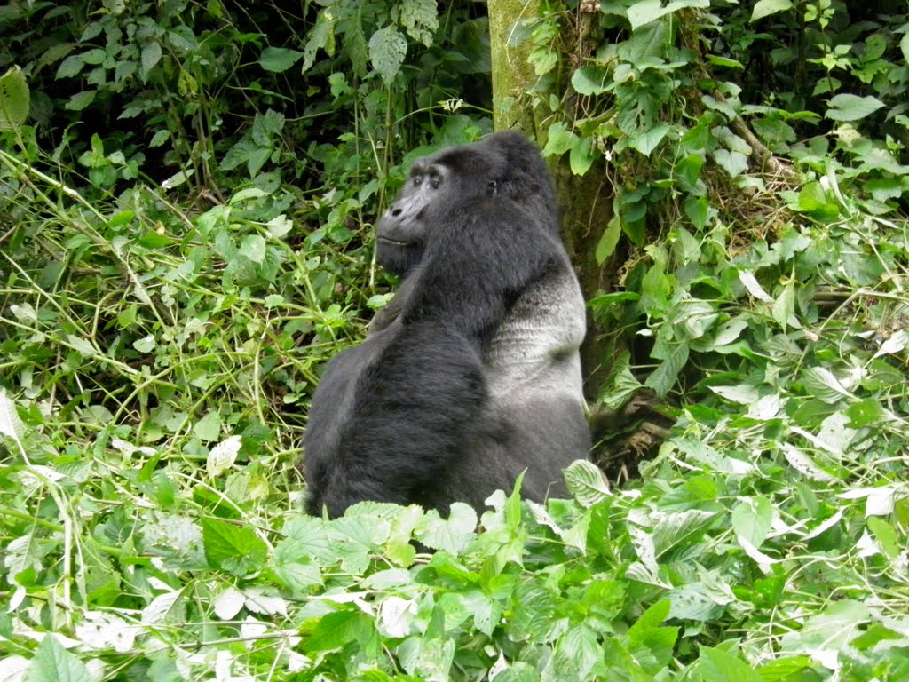 Gorilla tracking Bwindi by MW / NL