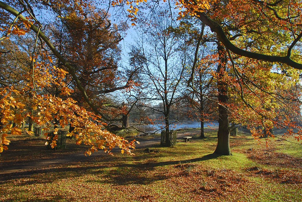 Autumn Gold by David Humphreys