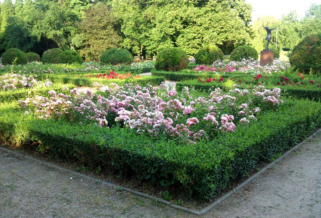 Roses in the Rose Garden -to see more roses go to my gallery,please/July 2010 by GeorgeM