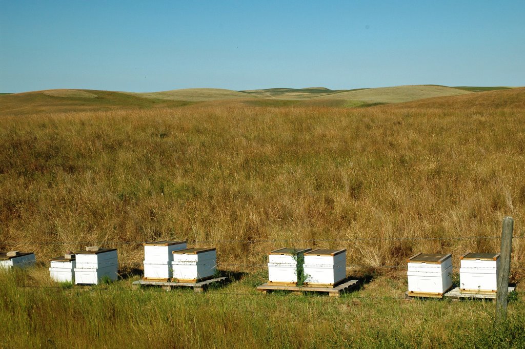 Apiary on Ridge West of Lake McGregor, looking west by Miksha