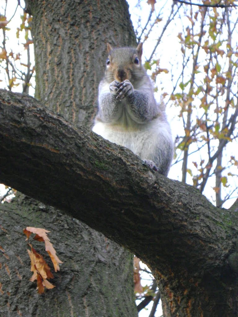 Greenwich Park Squirrel-London by mustafao