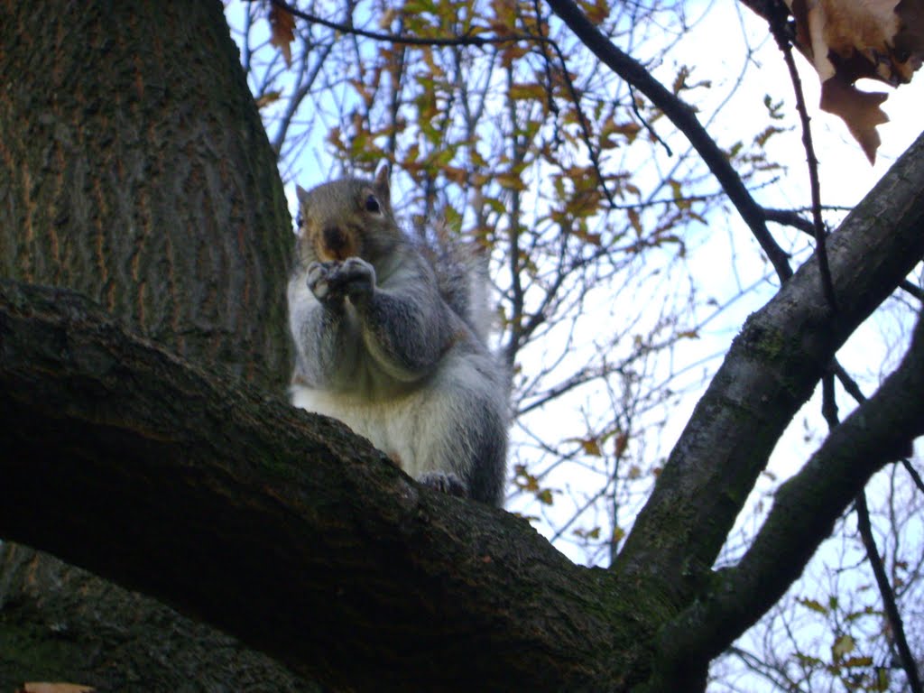 Greenwich Park Squirrel-London by mustafao