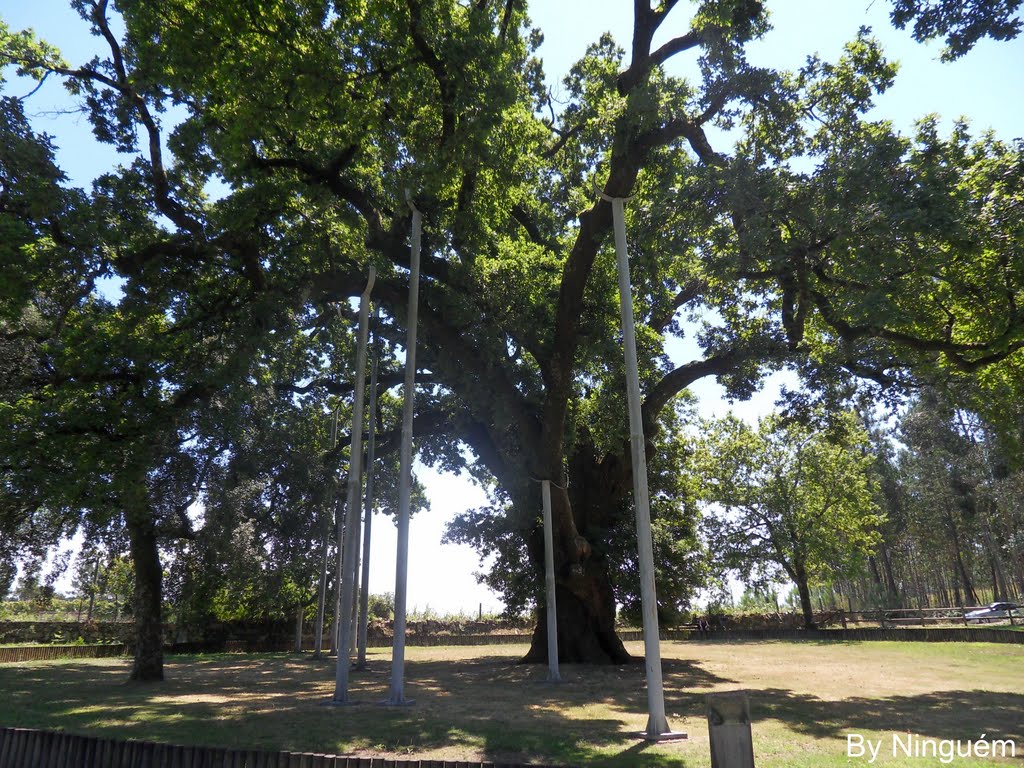 Carvalho com 500 anos / Tree with 500 years by Ninguém