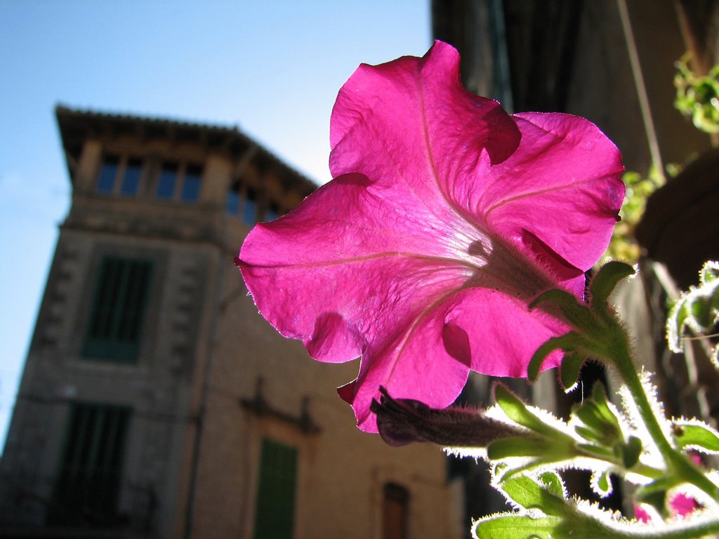 Flower in Valldemossa by -Sergio-