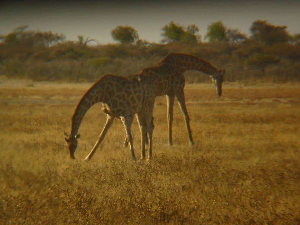 Oshikoto Region, Namibia by mroszewski