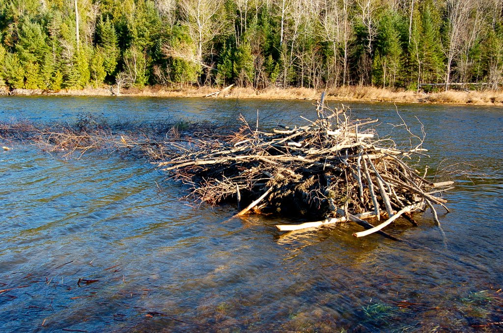 Beaver lodge, Silver Lake by CarolynB_105