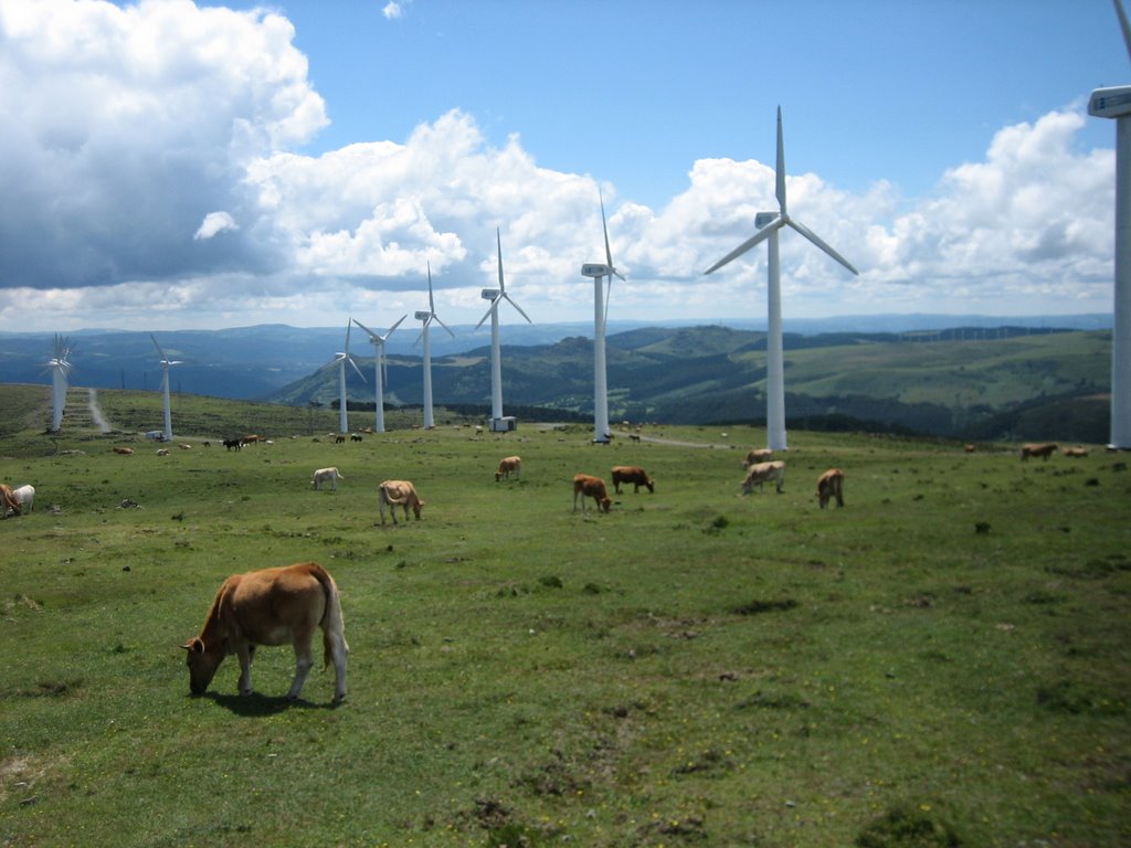 CARIÑO, Vacas en libertad. by Jose Manuel Docal