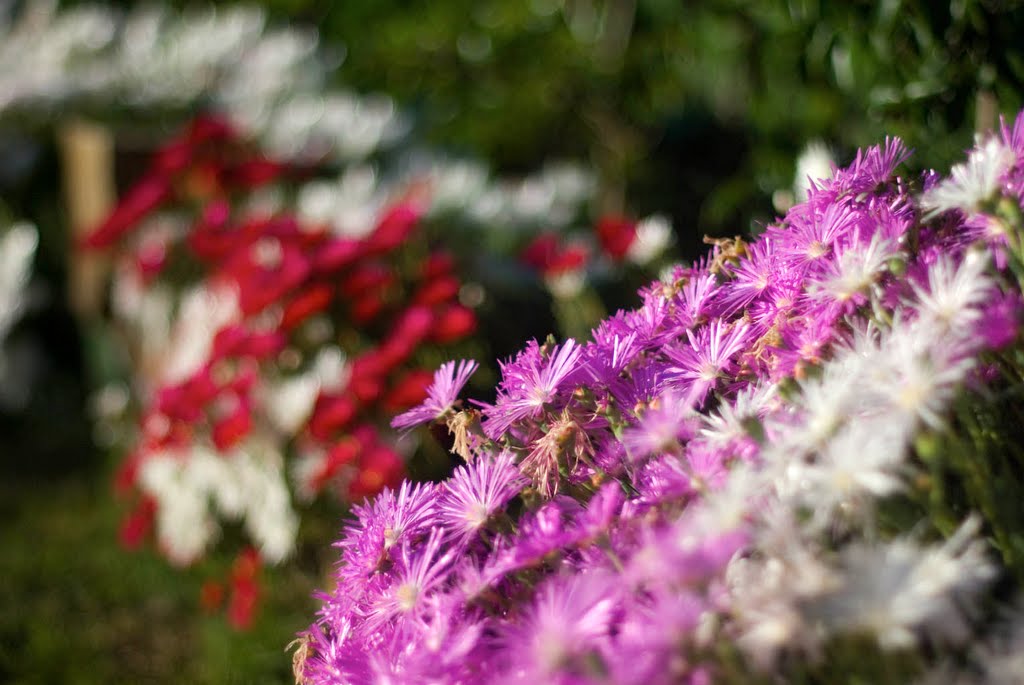 Garden in Hacket by AO2232