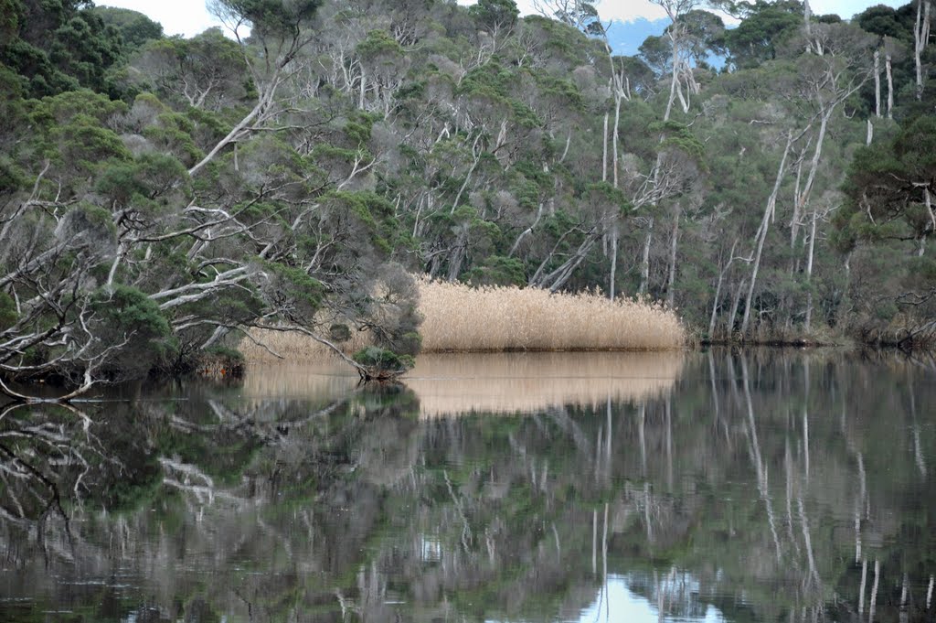 Reeds on Pig Island, Latrobe by dirkus49