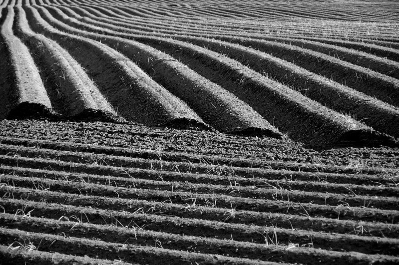 Furrows by © alfredschaffer