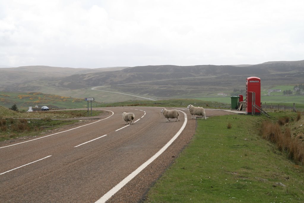 Sheeps crosing the road near Strathy Inn, 08.05.07 by Jesper Berling