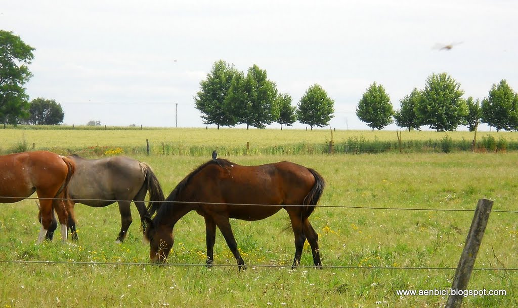 Caballos en la Colonia Suiza (www.aenbici.blogspot.com) by Aenbici Andres