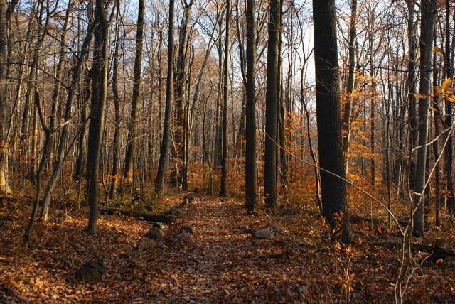 Lenape Trail at French Creek State Park by EHJ666