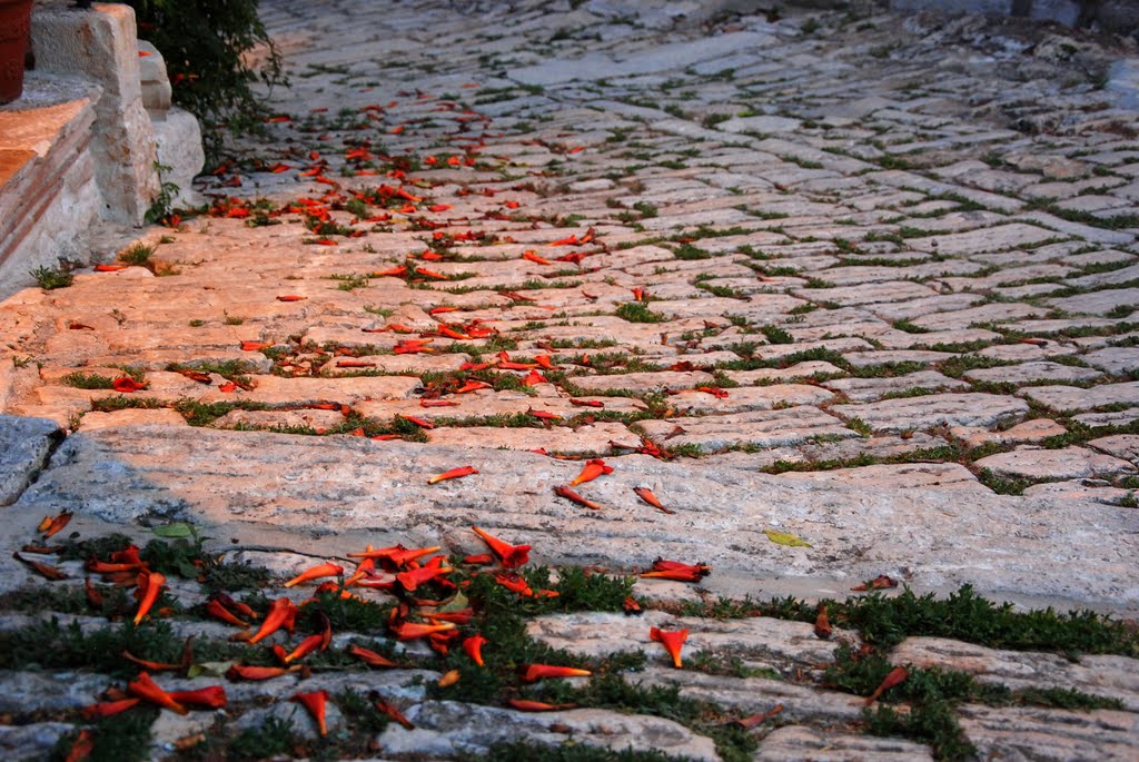 Rovinj old town by Renatorius (Reno)