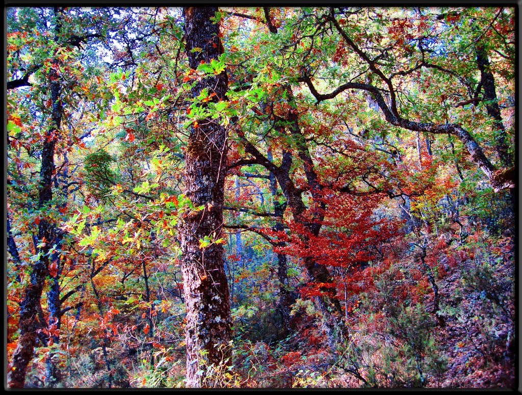 Colores de otoño. Montejo de la Sierra. by ©CTE3✿