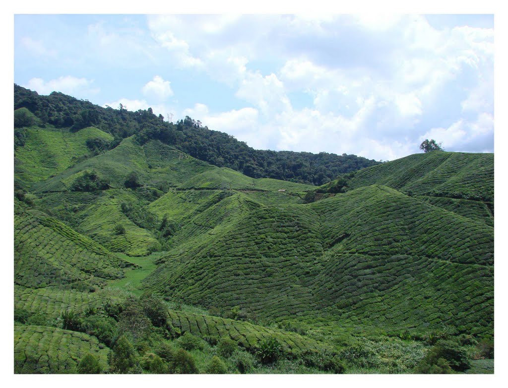 Tea plantation Cameron Highlands by Christof Verboven