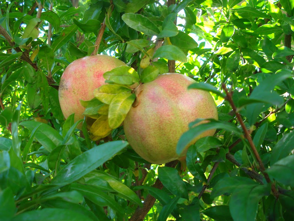 Pomegranate - Granatäpfel by arsvivendi