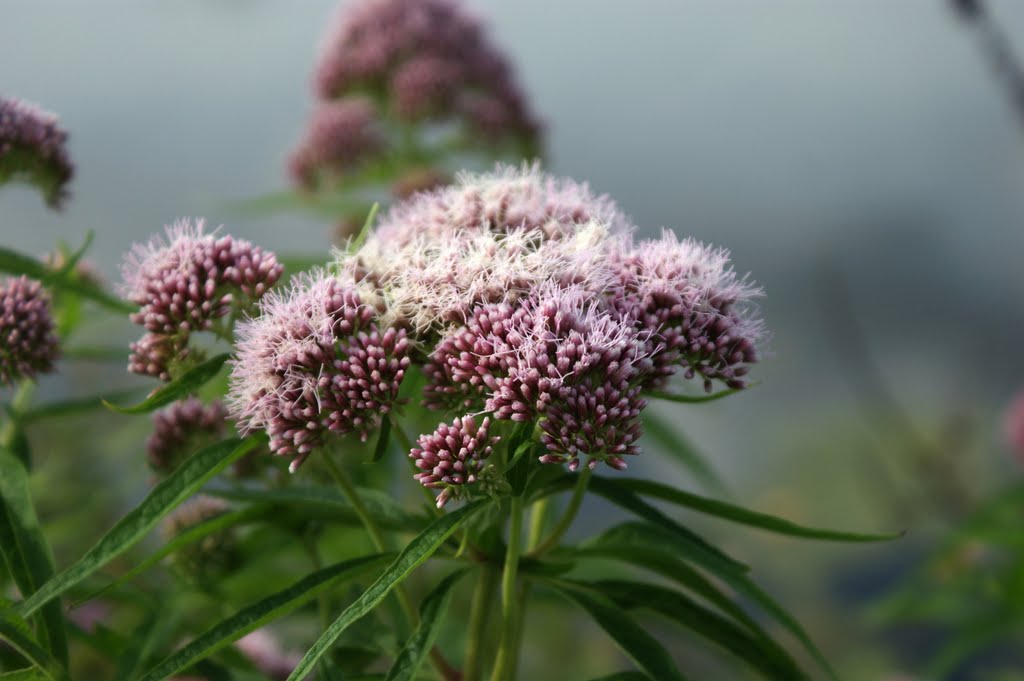 Üppige Blume am Kanal - ein Wasserdost. by wolfbam